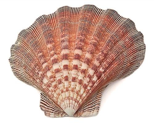 Om Imports - Lion Paw Shell