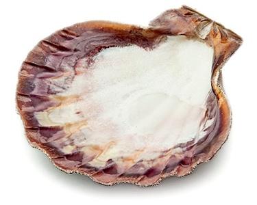 Om Imports - Lion Paw Shell
