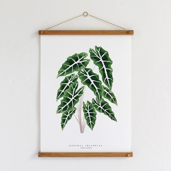Living Pattern Alocasia Amazonica