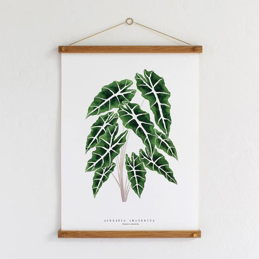 Living Pattern Alocasia Amazonica