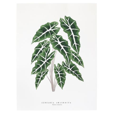 Living Pattern Alocasia Amazonica