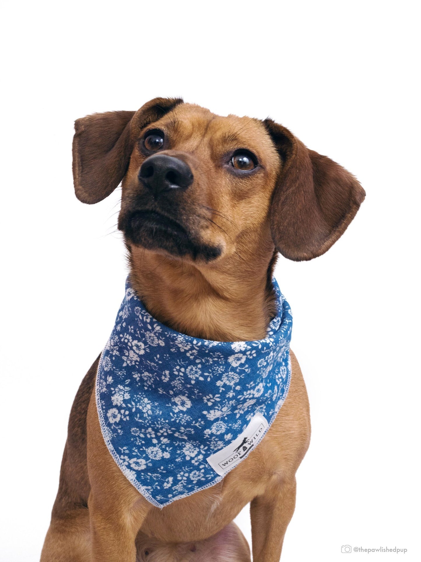 Woof And Wild Mary- Dog Bandana (S) (15" ×15" Square)