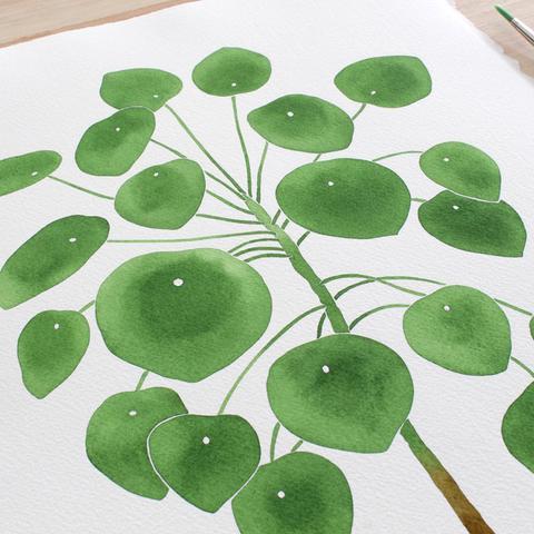 Living Pattern Pilea Peperomioides