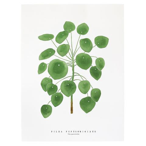 Living Pattern Pilea Peperomioides