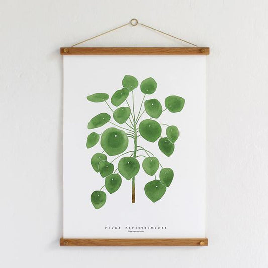 Living Pattern Pilea Peperomioides